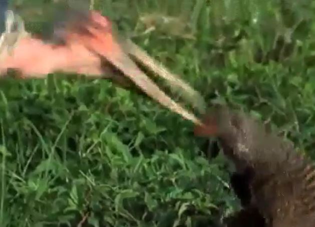 Ảnh cắt từ clip.