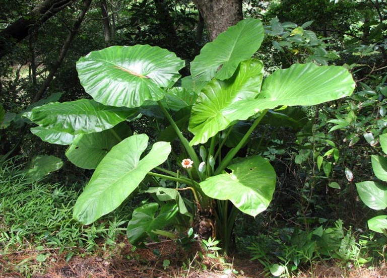 Cây ráy. Ảnh minh hoạ.