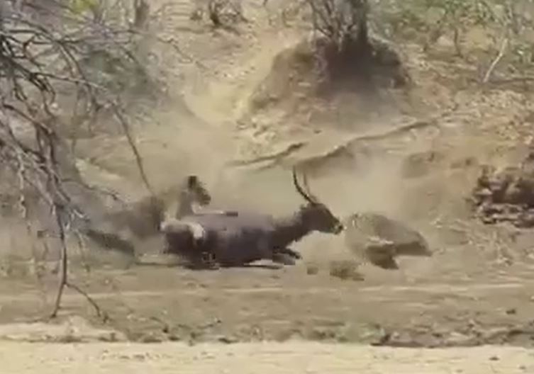 Ảnh cắt từ clip.