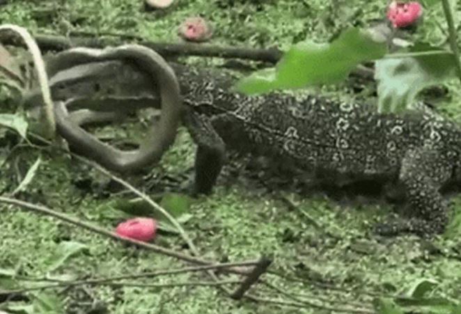 Ảnh cắt từ clip.