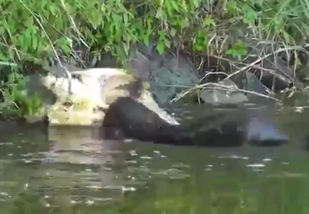 Ảnh cắt từ clip.