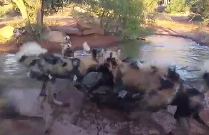 Ảnh cắt từ clip.