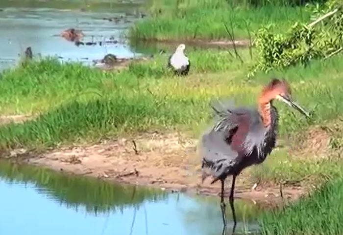 Ảnh cắt từ clip.