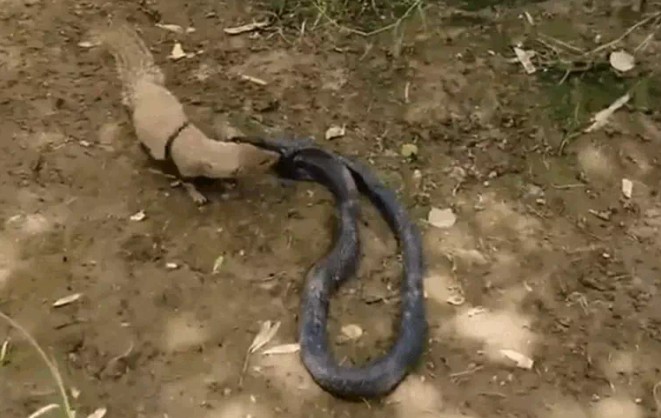 Ảnh cắt từ clip.