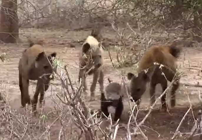 Ảnh cắt từ clip.