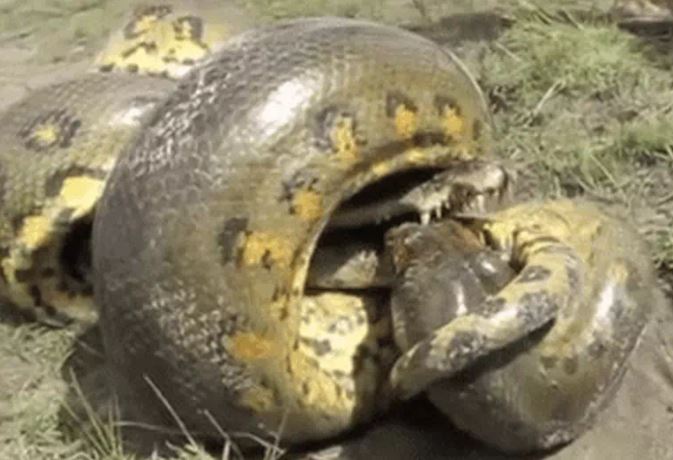 Ảnh cắt từ clip.