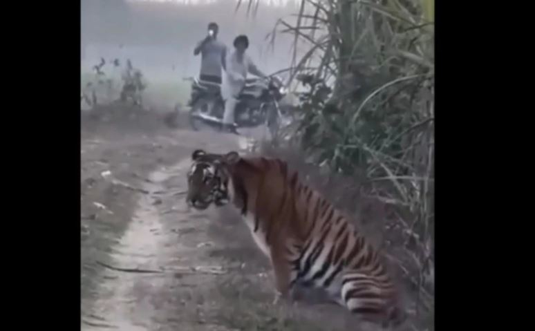 Người dân thản nhiên ghi lại cảnh hổ dữ.