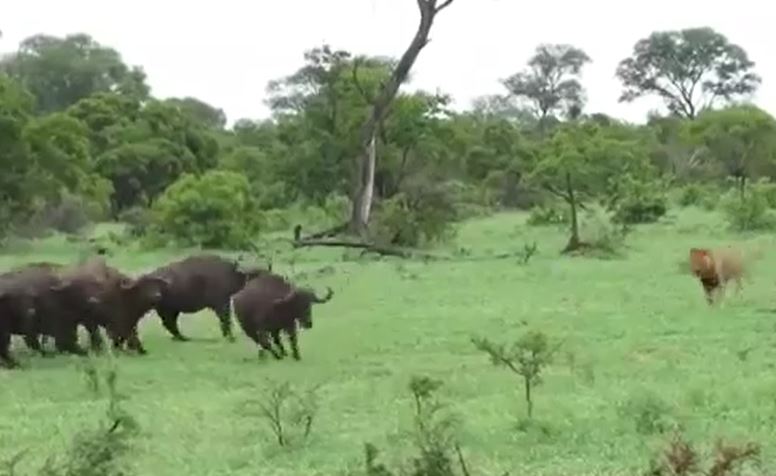 Ảnh cắt từ clip.