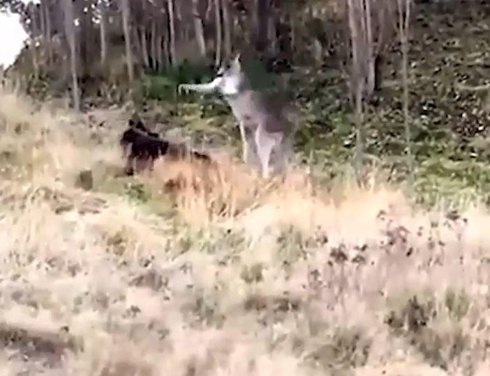 Ảnh cắt từ clip.