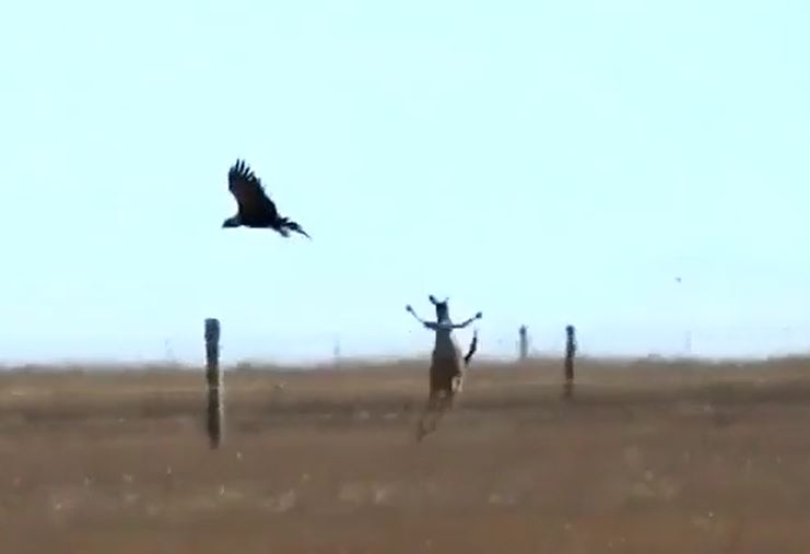 Ảnh cắt từ clip.