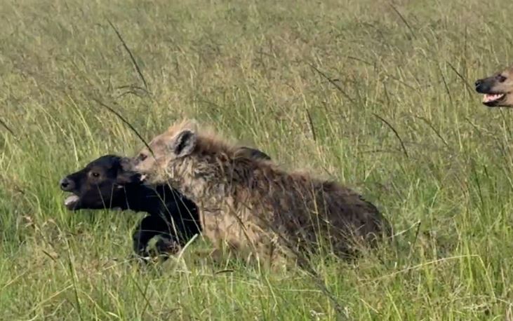 Linh cẩu săn trâu rừng con.