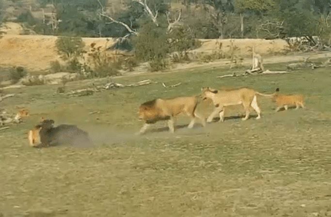 Ảnh cắt từ clip.