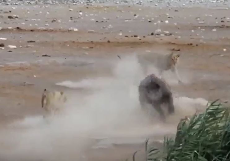 Ảnh cắt từ clip.