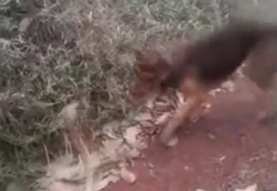 Ảnh cắt từ clip.