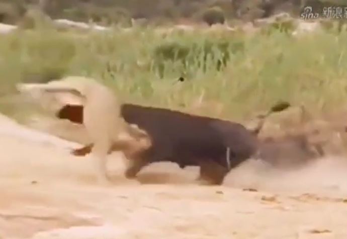 Ảnh cắt từ clip.