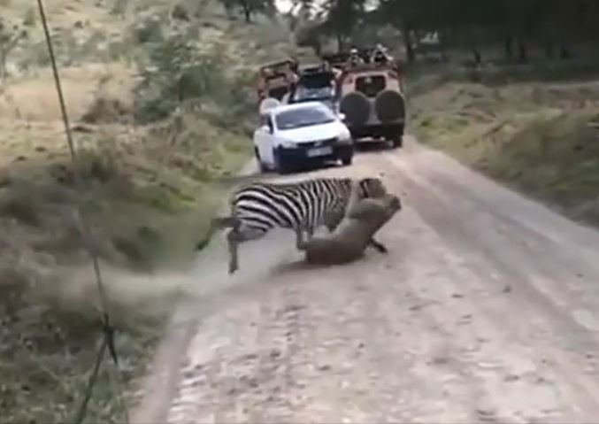 Ảnh cắt từ clip.