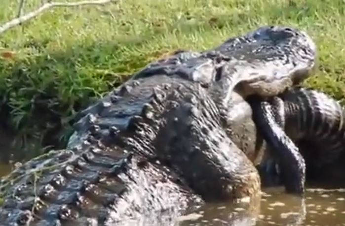 Ảnh cắt từ clip.