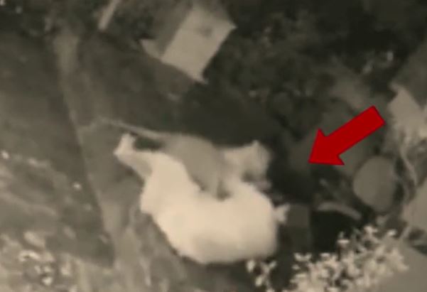 Ảnh cắt từ clip.