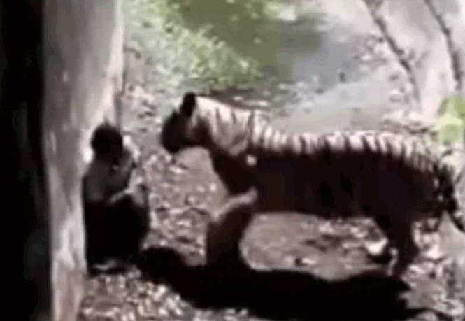 Ảnh cắt từ clip.