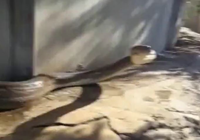 Ảnh cắt từ clip.