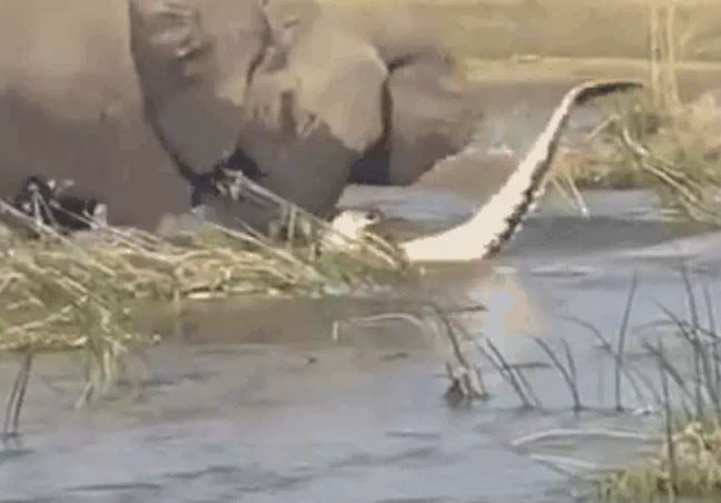 Ảnh cắt từ clip.