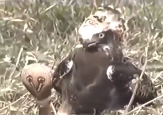 Ảnh cắt từ clip.