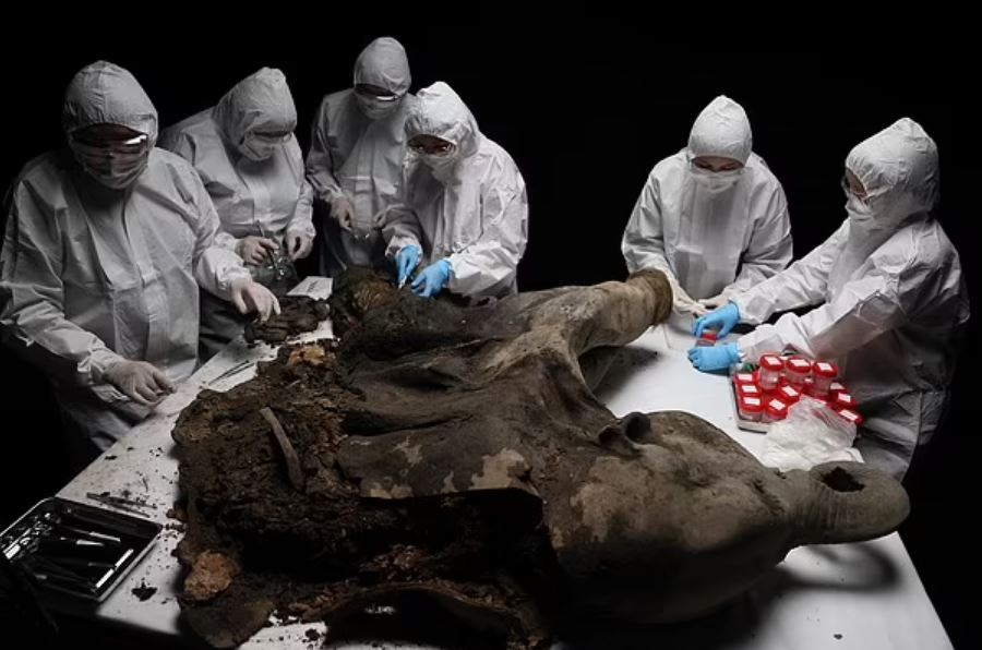 Yanna nặng 180 kg (397 pound), cao 120 cm (bốn feet) và dài 200 cm.