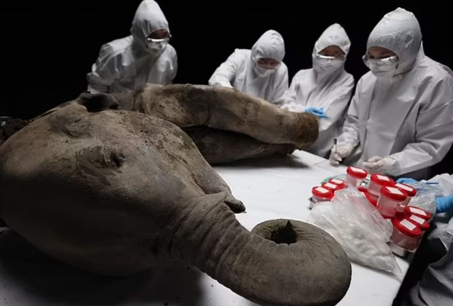 Các nhà nghiên cứu có thể được nhìn thấy đang thu thập các mẫu từ Yana để nghiên cứu thêm.