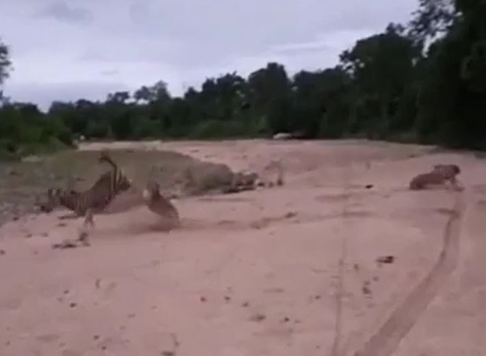 Ảnh cắt từ clip.