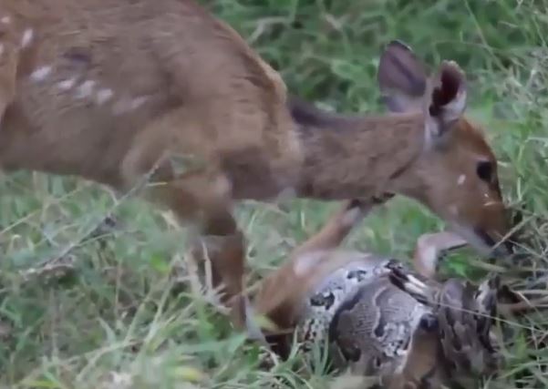 Ảnh cắt từ clip.