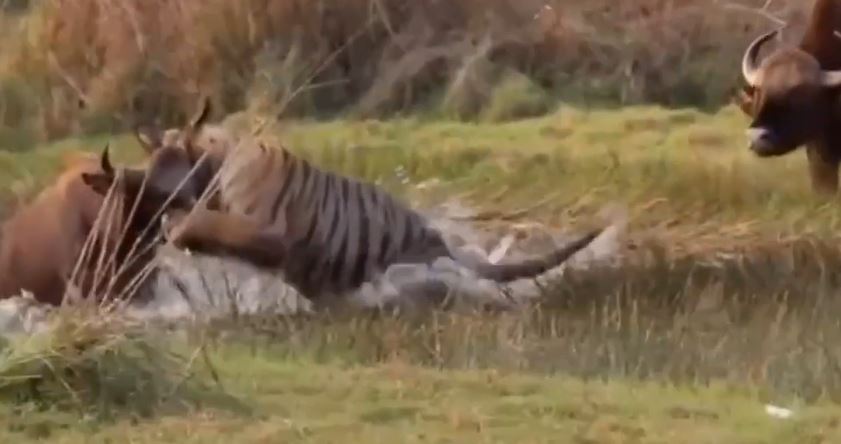 Ảnh cắt từ clip.