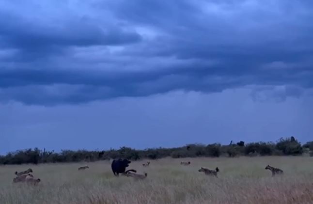 Ảnh cắt từ clip.