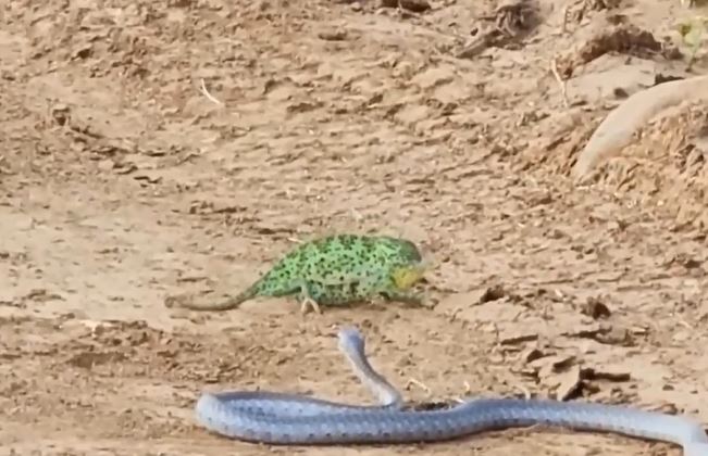 Ảnh cắt từ clip.