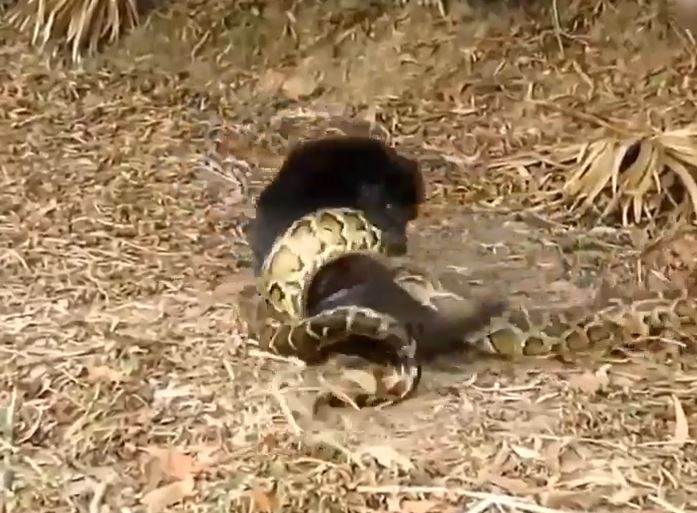 Ảnh cắt từ clip.