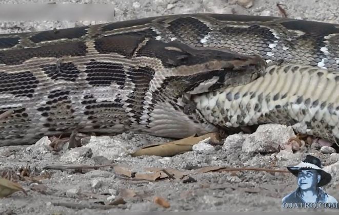 Ảnh cắt từ clip.