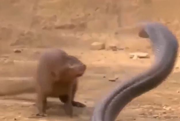 Ảnh cắt từ clip.