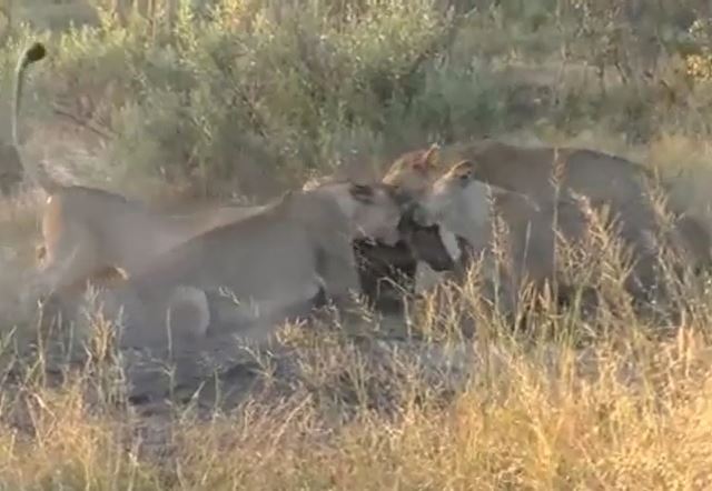 Ảnh cắt từ clip.