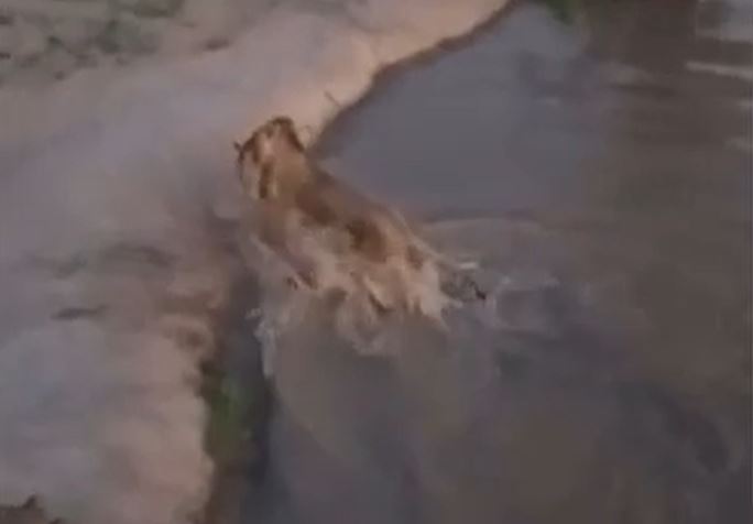 Ảnh cắt từ clip.