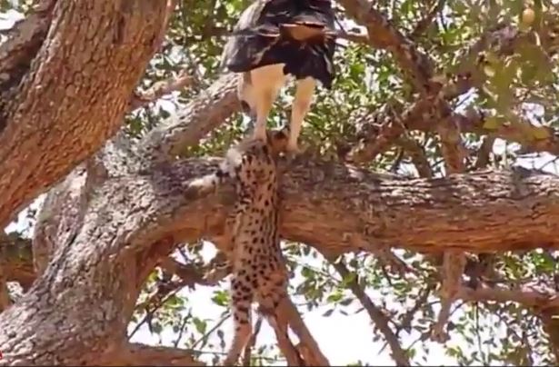 Ảnh cắt từ clip.