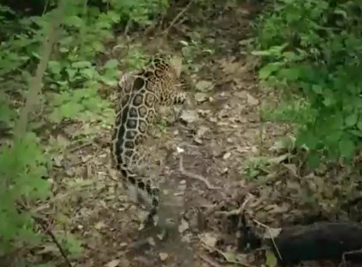 Ảnh cắt từ clip.