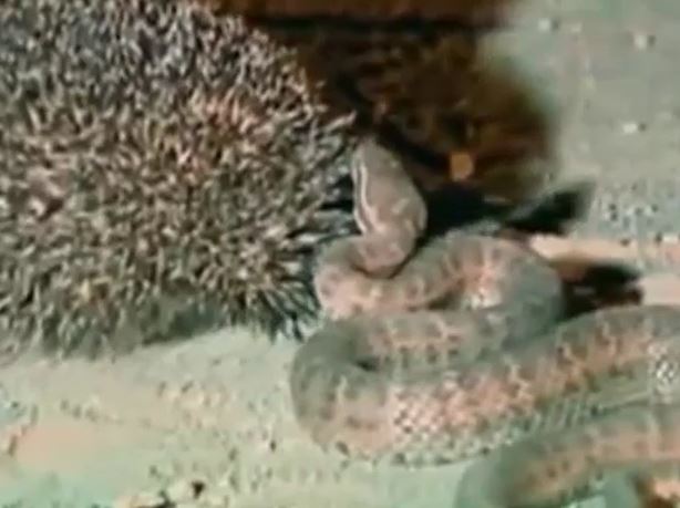 Ảnh cắt từ clip.