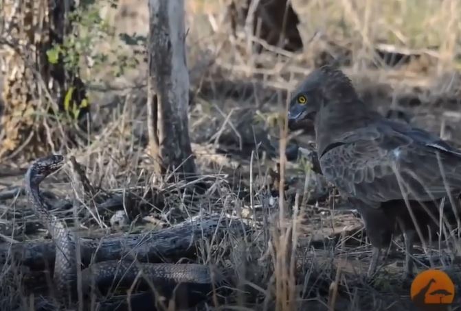 Ảnh cắt từ clip.