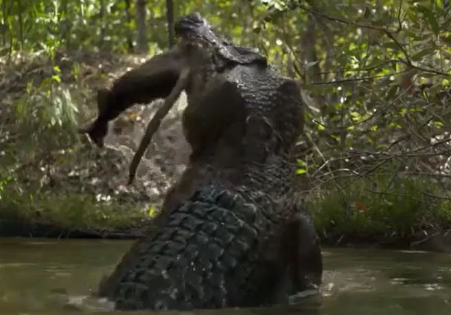 Ảnh cắt từ clip.