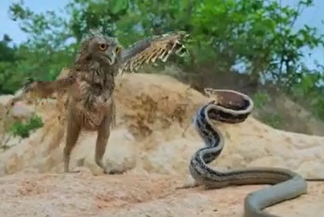 Ảnh cắt từ clip.