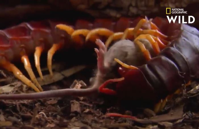 Ảnh cắt từ clip.