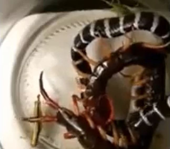 Ảnh cắt từ clip.