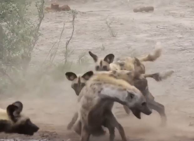 Ảnh cắt từ clip.