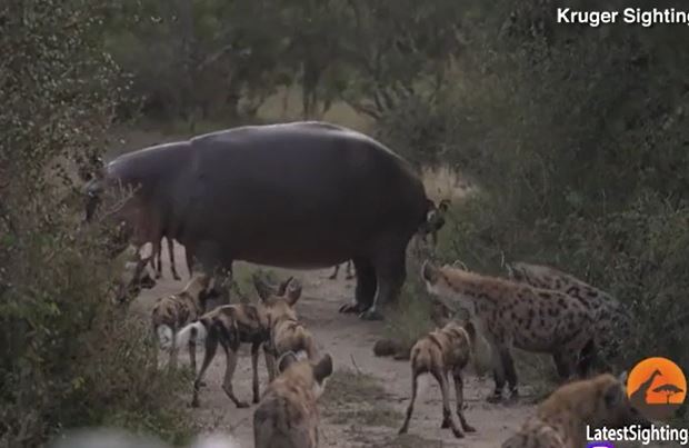 Ảnh cắt từ clip.