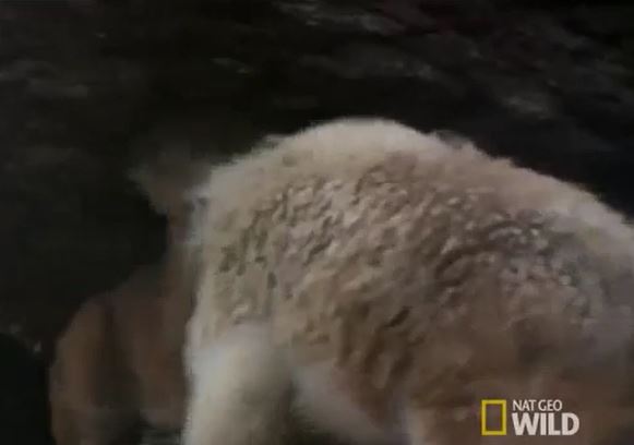 Ảnh cắt từ clip.