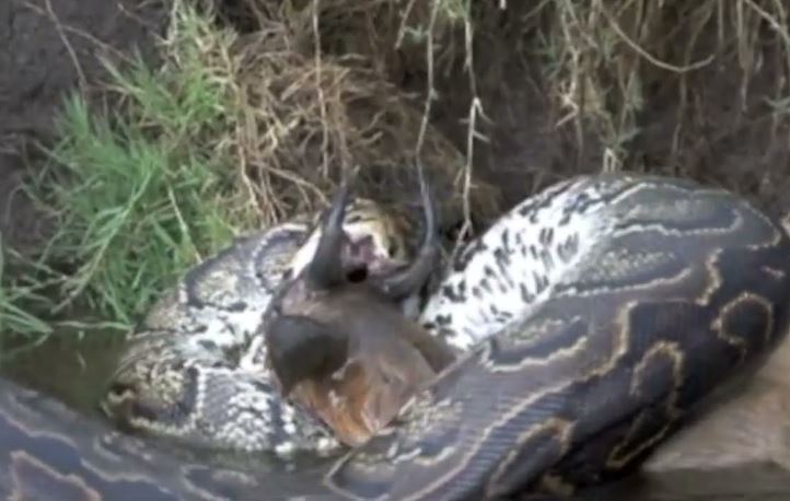 Trăn nuốt linh dương.